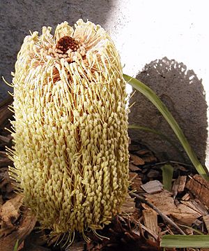 Banksia petiolaris2 email.jpg