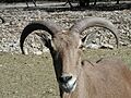 Barbary Sheep (animal)