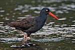 Black Oystercatcher.jpg