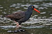 Black Oystercatcher