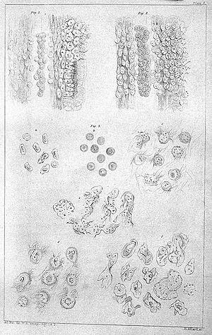 Blood corpuscles. Wellcome L0006533