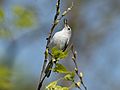 Blue-gray gnatcatcher in PP (72343)