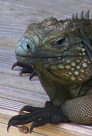 Blue Iguana resting on bench QEII Botanic Park