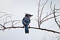 Blue Jay, Melbourne FLorida