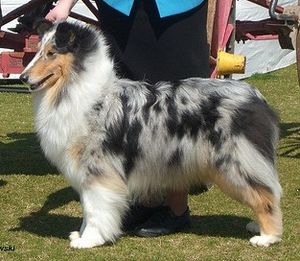 Blue Merle Rough Collie