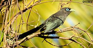 Blue faced Malkoha 2014-04-12 12-53