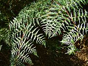 Bracken-fronds