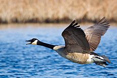 Branta canadensis -near Oceanville, New Jersey, USA -flying-8