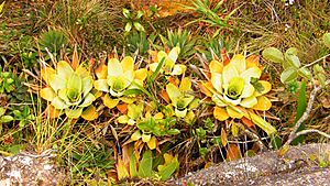 Bromelia brocchinia tatei.jpg