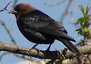 Brown Headed Cowbird