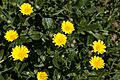 Calendula maritima 0030