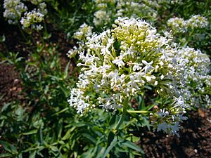 Centranthus ruber forma albus 2007-06-02 (flower)