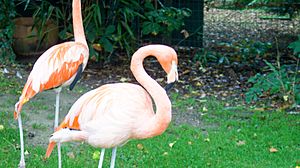 Chilean flamingo (Phoenicopterus chilensis) (2)