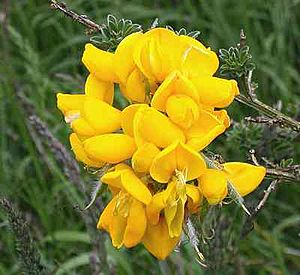 Cytisus scoparius