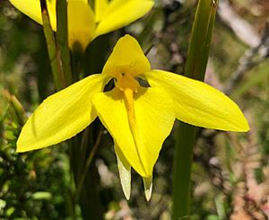 Diuris lanceolata.jpg