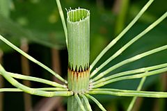 Equisetum fluviatile central hollow