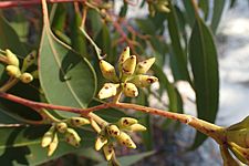 Eucalyptus resinifera buds