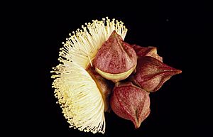 Eucalyptus sessilis buds