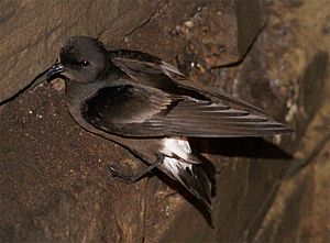 European Storm-petrel