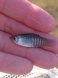 Fundulus xenicus.jpg