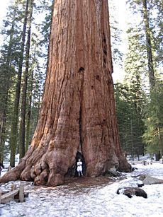 General Sherman 2426497682