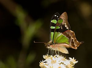 Graphium macleayanus.jpg