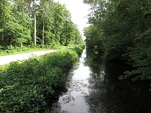 Great Dismal Swamp Washington Ditch 2016