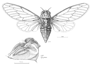 HEMI Cicadidae Kikihia