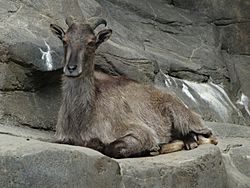 Himalayan Tahr lying down.jpg