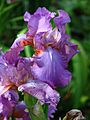 Iris 'Amethyst Flame' 01