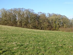 Irish Hill Copse (1).jpg