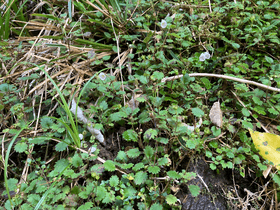 Jovellana repens on a bank