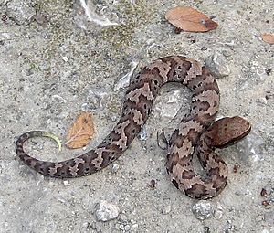 Juvenile Cottonmouth