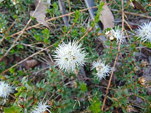 Kunzea pomifera flowers.jpg