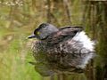 Least Grebe - breeding plumage.jpg