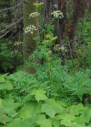 Ligusticum porteri habitus.jpg