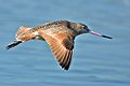 Limosa fedoa flight