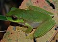 Litoria pearsoniana 1