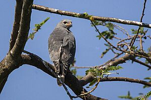 Lizard buzzard (Kaupifalco monogrammicus).jpg