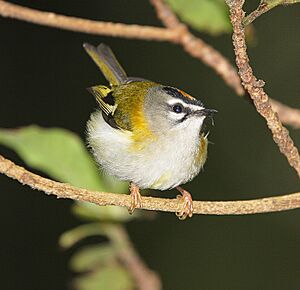 Mad-Firecrest1-B