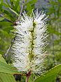 Melaleuca quinquenervia