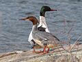 Mergus merganser EM1B8635 (49757930576).jpg