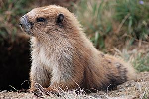 My Friend the Marmot (4241532773) flipped.jpg