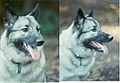 Norwegian elkhound head