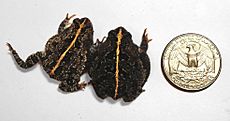 Oak toad, size comparison