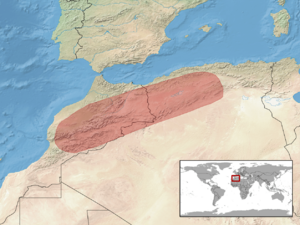 Ophisaurus koellikeri distribution.png