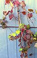 Ornamental grapevine