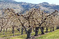 Osoyoos fruit trees