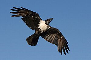 Pied crow