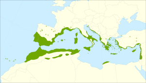 Pistacia lentiscus range.svg